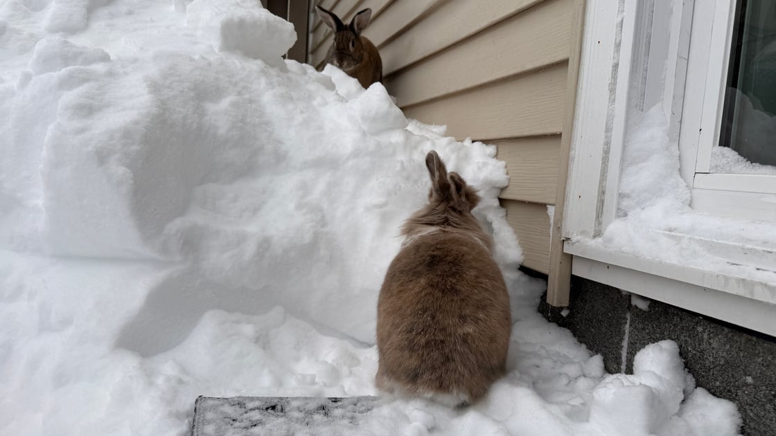 9a296ced-ed03-4993-bab3-33ab7b7ecd8f