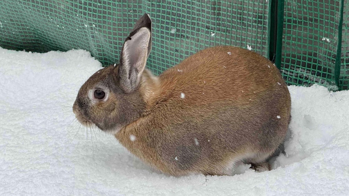 Flash the Rabbit in the snow