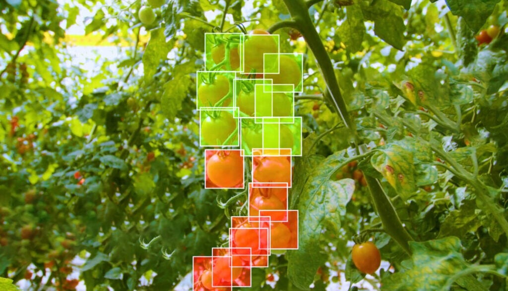 FourGrowers_Detection